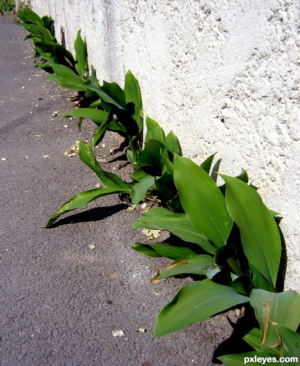 Lily of the valley